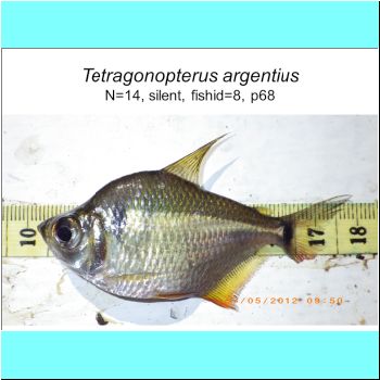 Tetragonopterus argentius.png